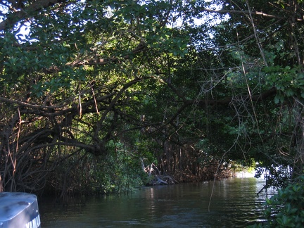 Belize River Mangrove